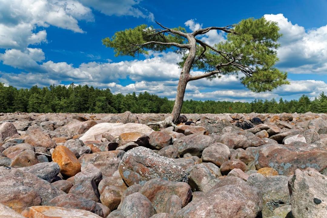 Whiskey Pines Retreat! Single Level Home, Outdoor Firepit, Ac, Bbq! Sleeps 9 In Lake Harmony! Eksteriør billede